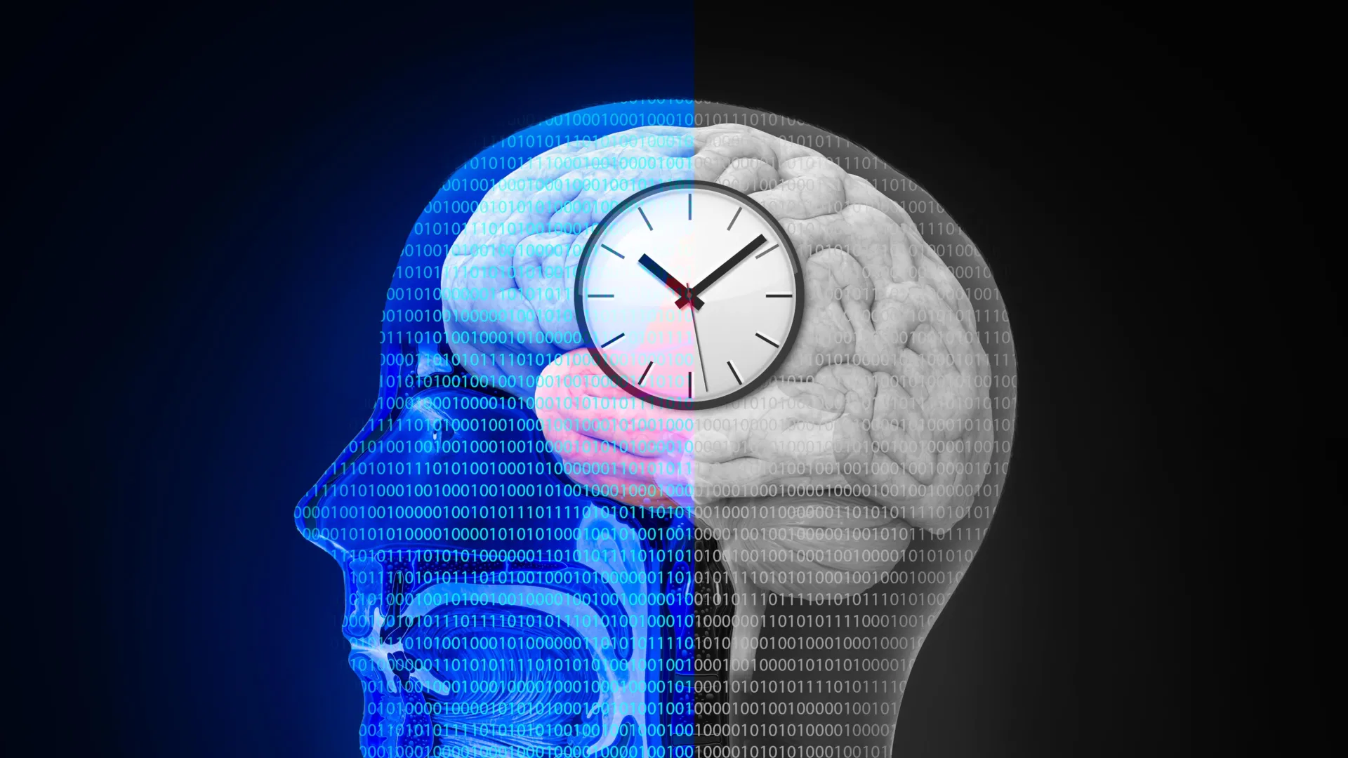 Intermittent fasting linked to coordinated changes in gut bacteria and brain activity during weight loss