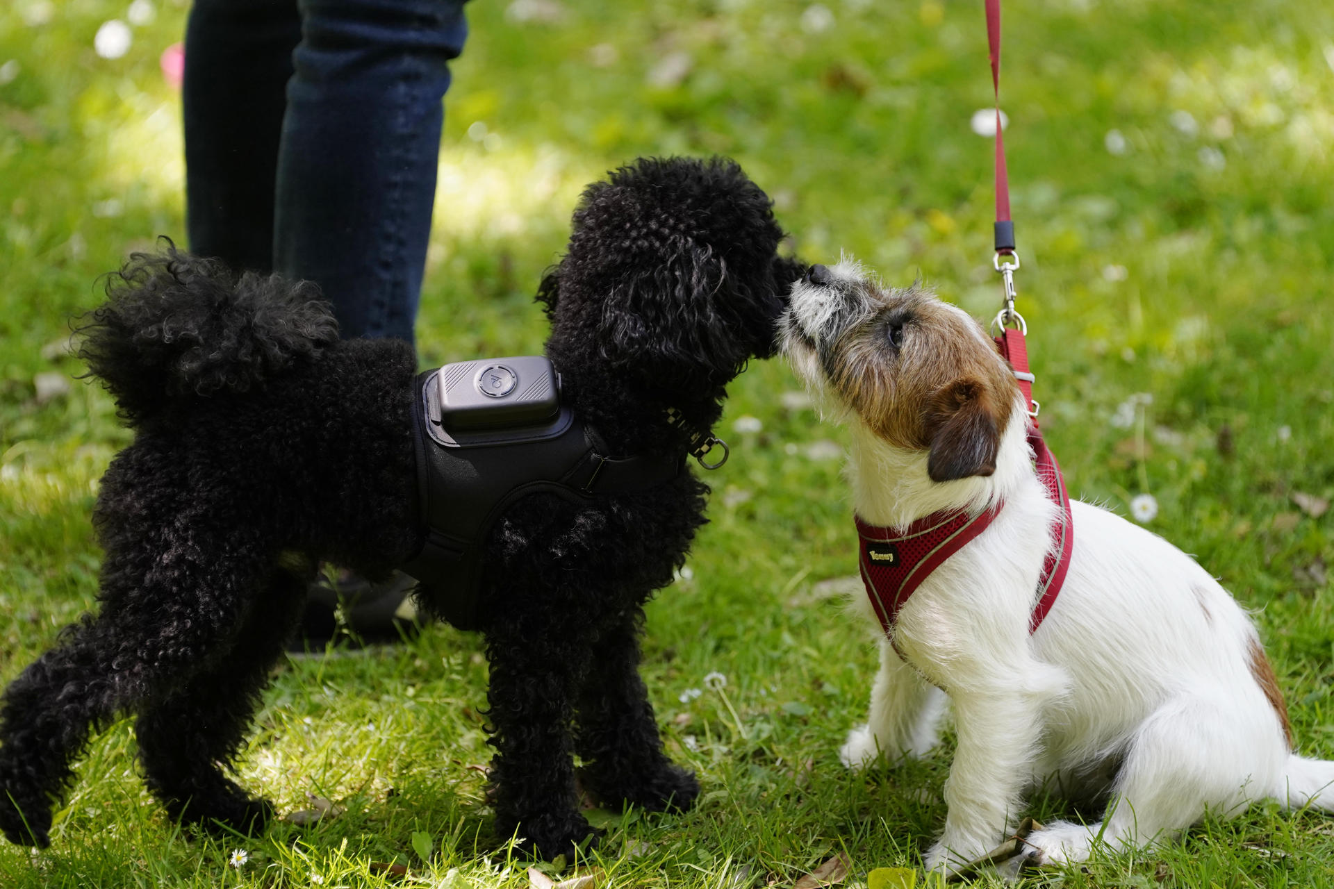 AcuPet Health desarrolla un sistema con sensores y aplicación móvil para vigilar la salud de los perros en tiempo real