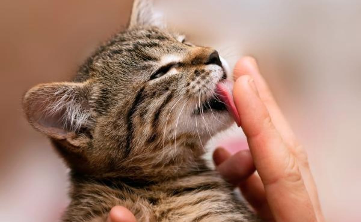 El significado del lamido de tu gato: afecto y vínculo con su dueño