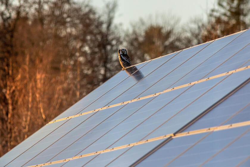 Los paneles solares pueden favorecer la biodiversidad en terrenos agrícolas degradados