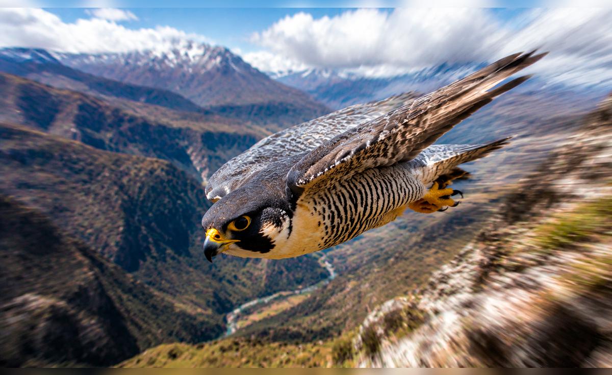El halcón peregrino alcanza más de 386 km/h y mantiene poblaciones migratorias y residentes en Perú