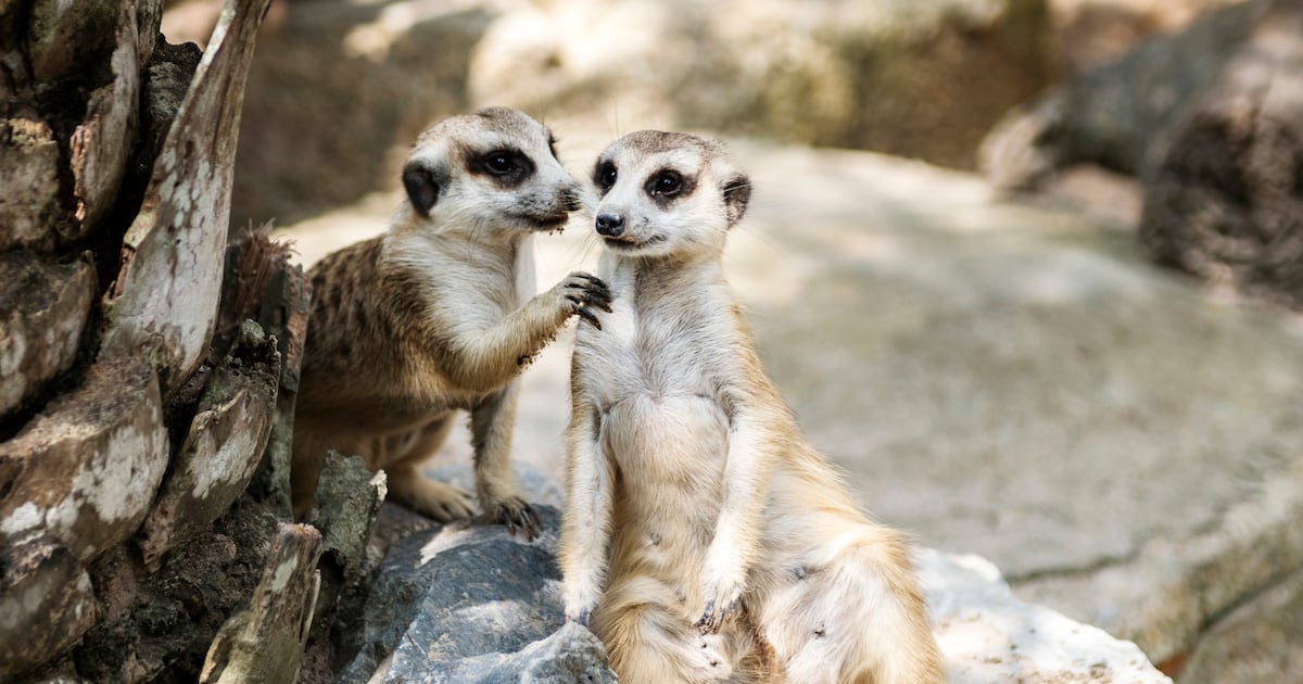 Un zoológico de Rotterdam sacrifica suricatos tras conflictos de convivencia entre machos