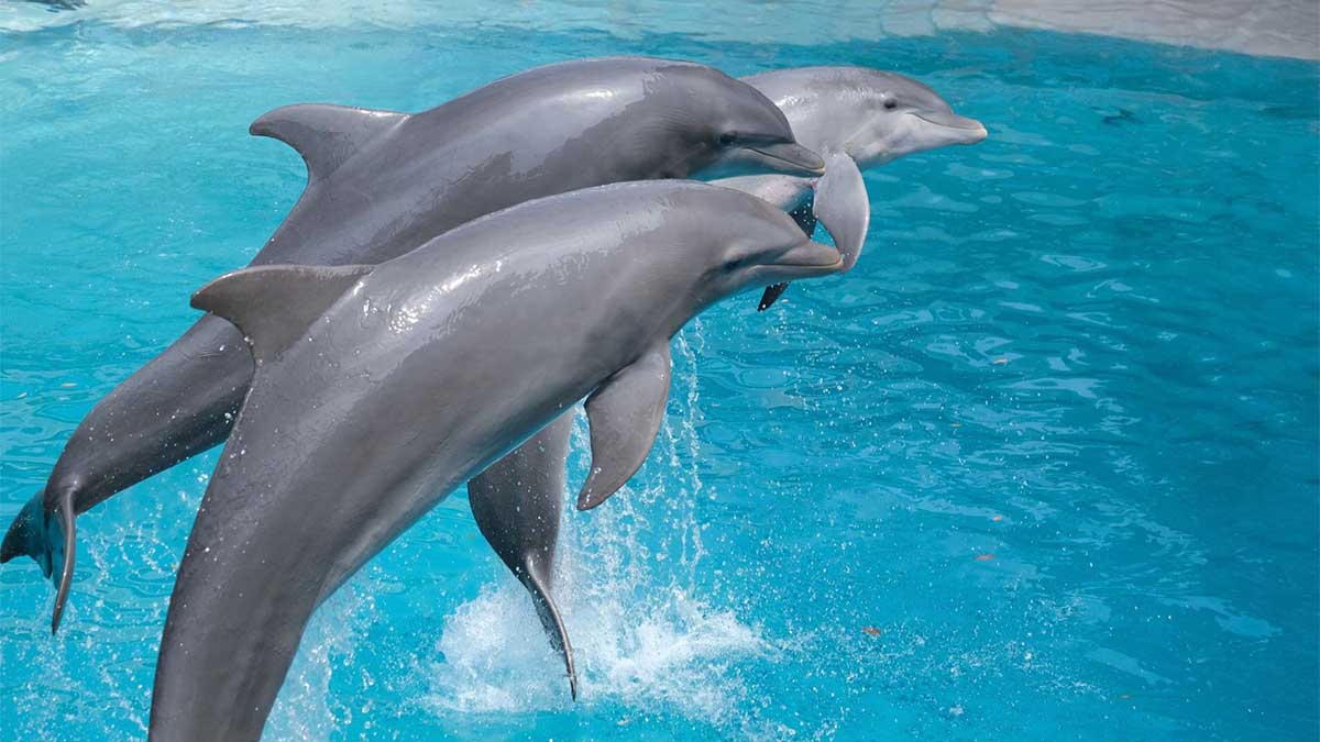 Clausuran temporalmente Dolphinaris Cancún para atender la salud de los delfines