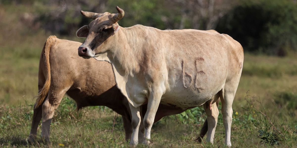 Nearly 60 Idaho Residents Sickened by Raw Milk in Recent Outbreak