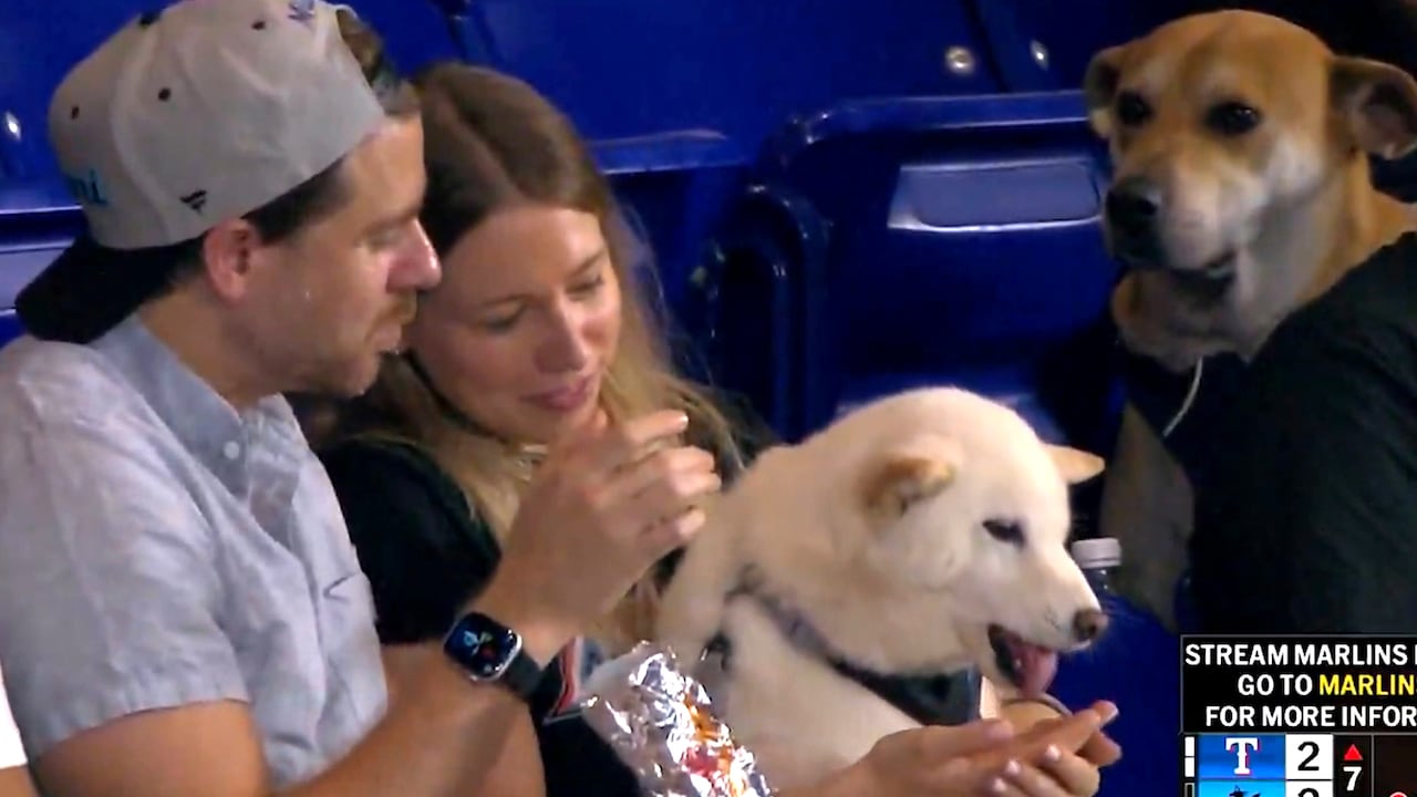 Dog reacts jealously while watching another dog eat a hot dog at Miami Marlins game