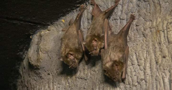 Edmonton Valley Zoo’s Nocturnal Wing Reopens After Renovations