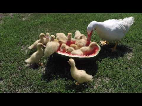 Patos comiendo sandía