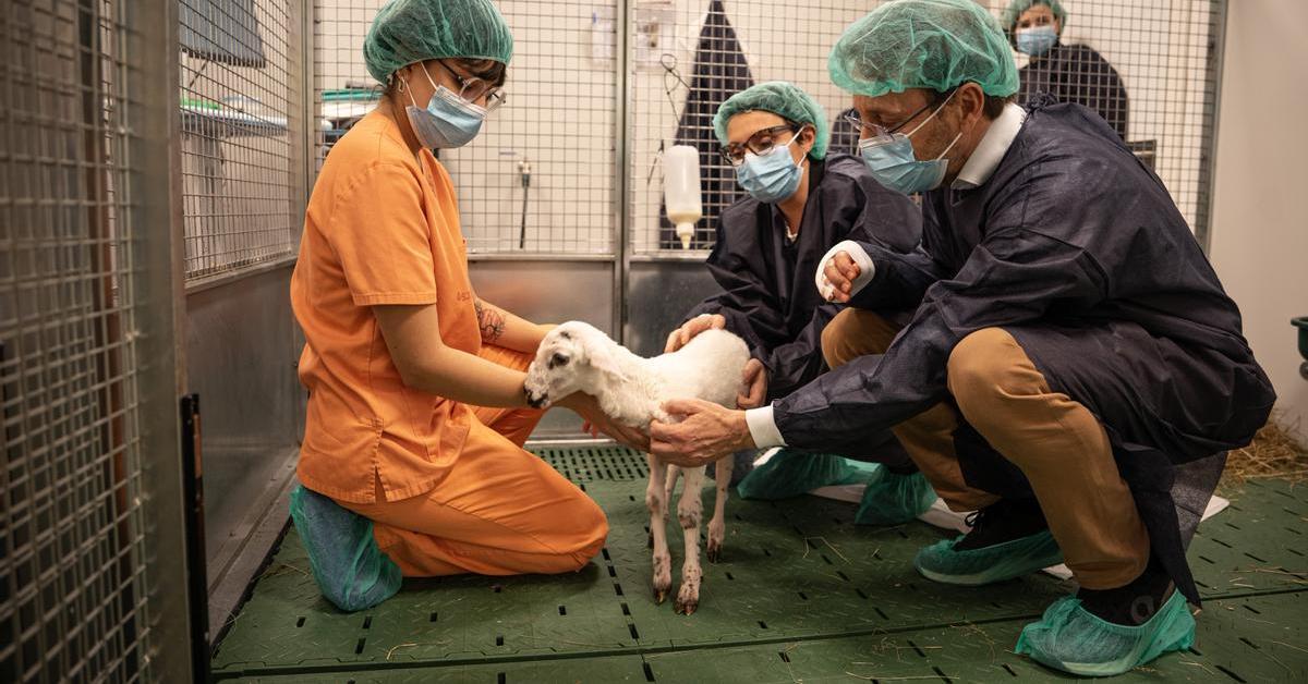 Avances científicos en la supervivencia de bebés prematuros extremos mediante placenta artificial