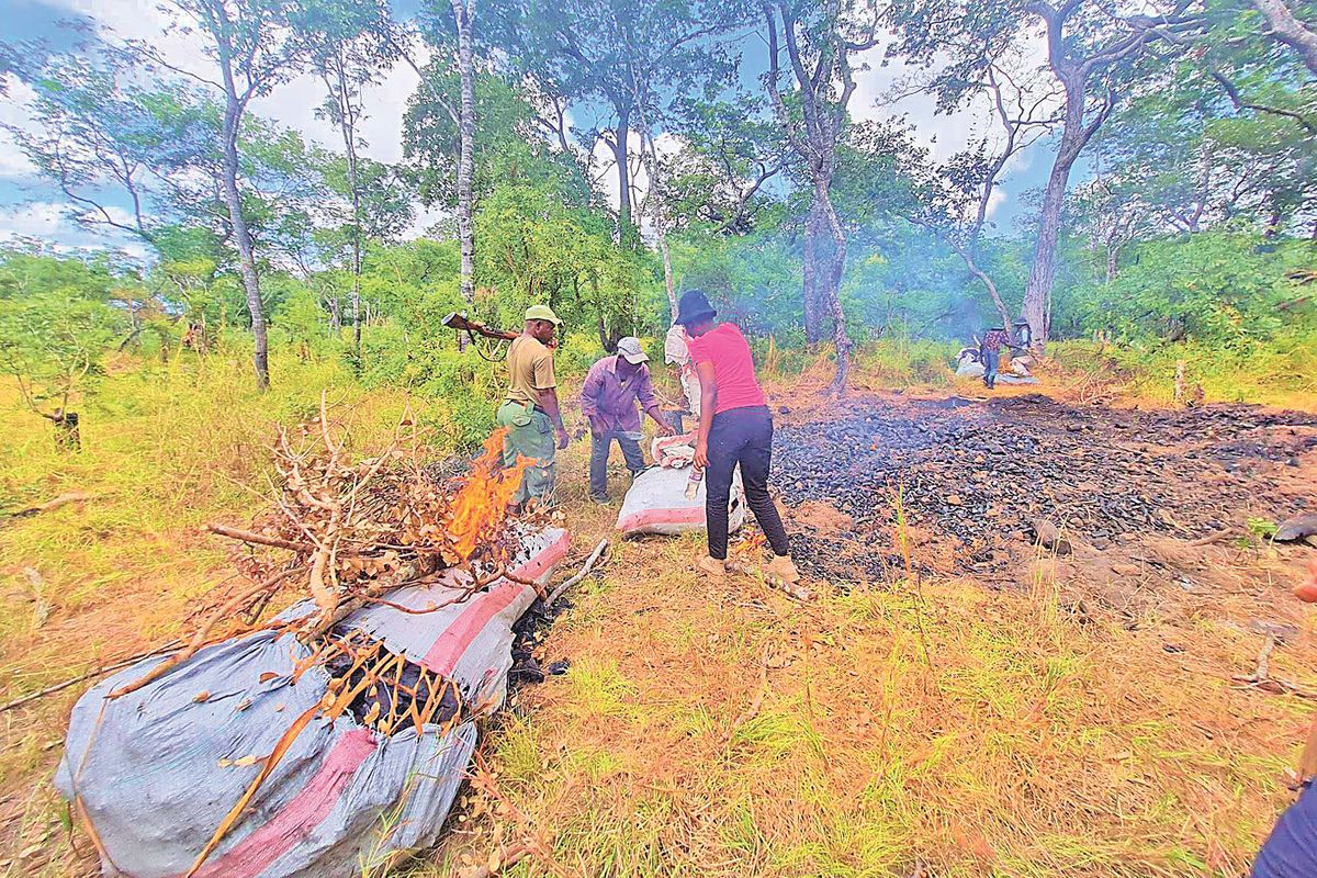Kilombero wetlands face environmental crisis due to farming and logging