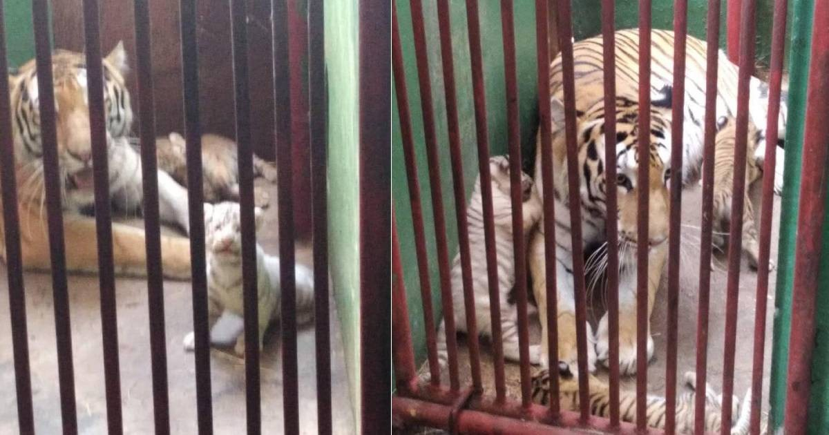 Nacen cuatro tigres de Bengala en Cuba durante una crisis energética