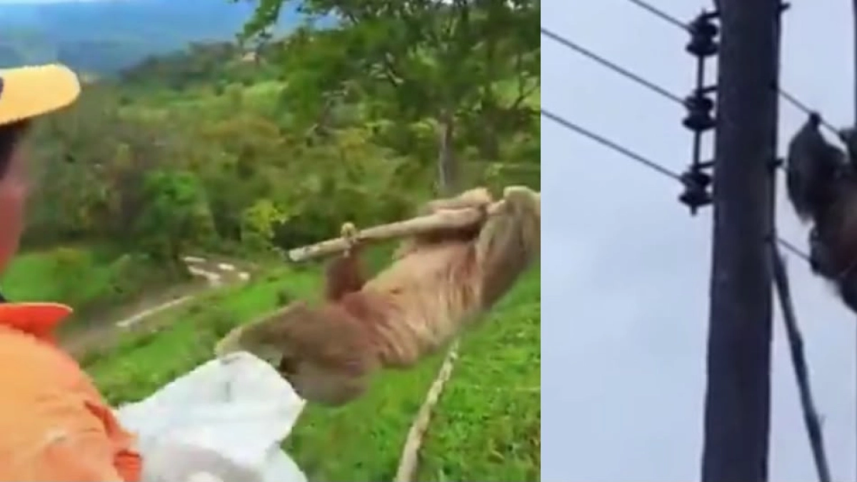 Rescate exitoso de un oso perezoso atrapado en red eléctrica en Santander