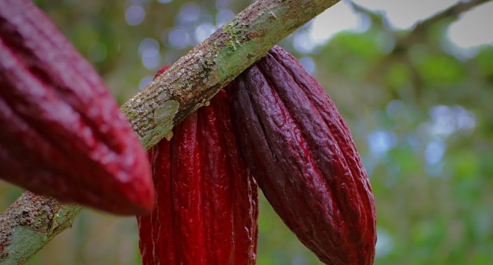 Perú identifica cuatro nuevas variedades genéticas de cacao