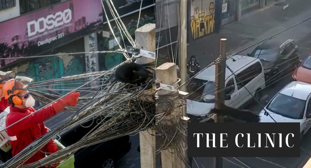 Gato atrapado en un poste eléctrico en Recoleta descendió por sus propios medios antes de ser rescatado