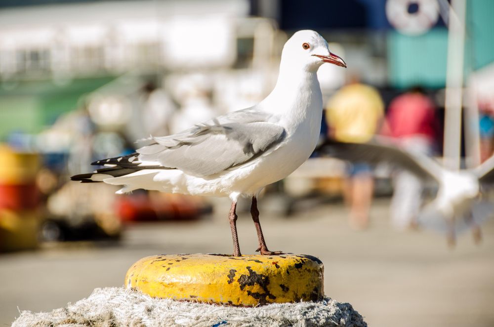 South Africa Warns Against Coastline Contact Amid Avian Influenza Outbreak