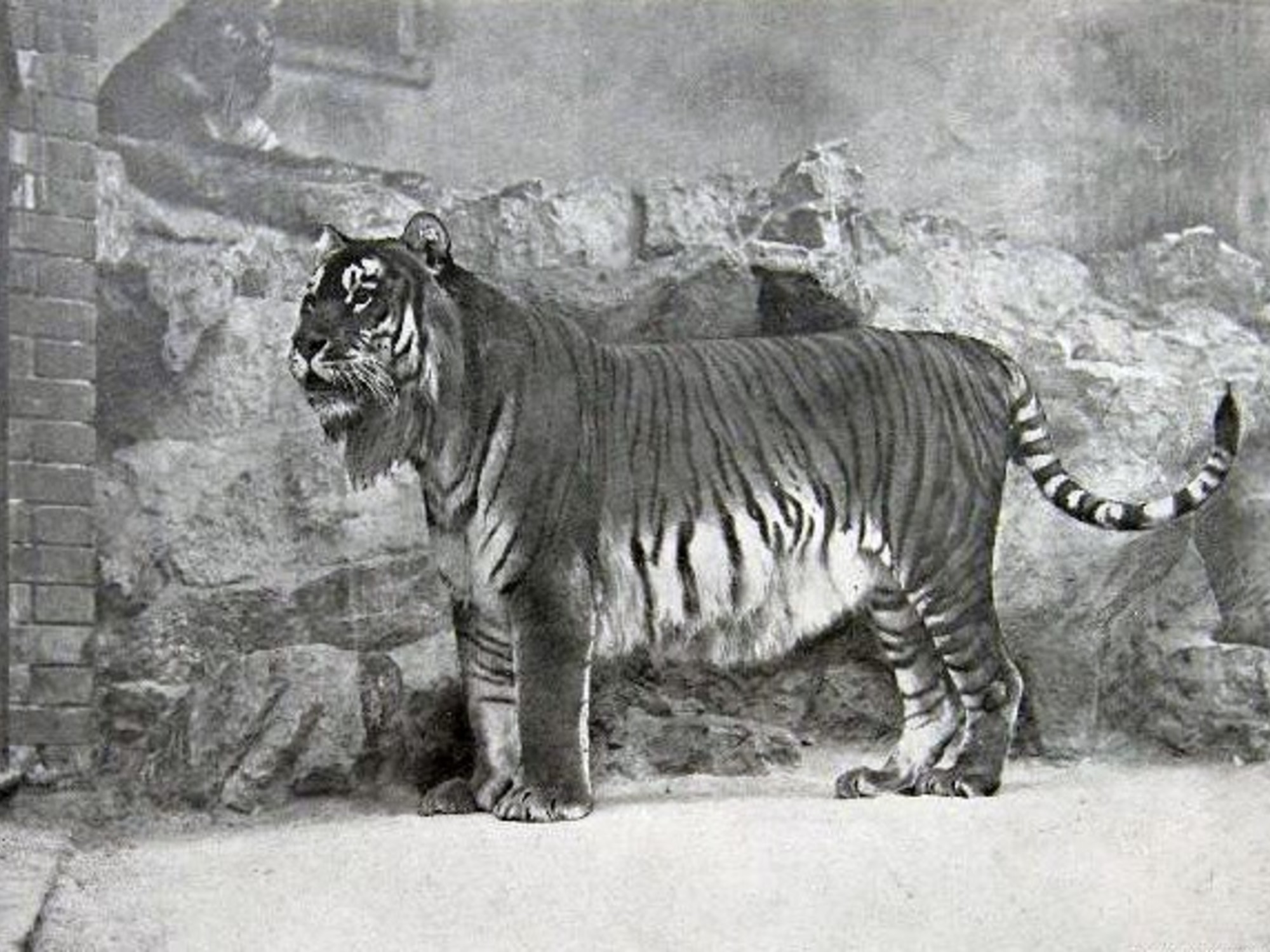 El tigre del Caspio: su extinción y el esfuerzo por reintroducirlo en su hábitat natural