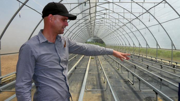 Avances en la producción tabacalera de Cuba bajo condiciones complejas