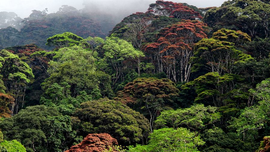 Tanzania makes progress in forest restoration despite ongoing challenges