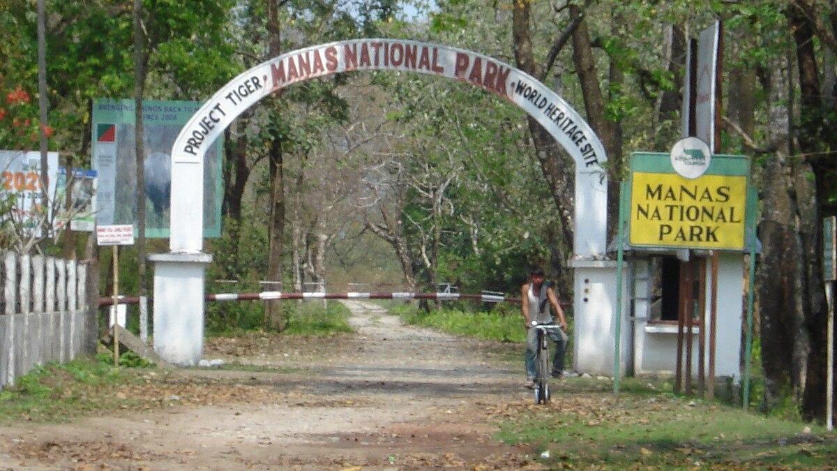 Invasive plants threaten grasslands and wildlife in Manas Tiger Reserve