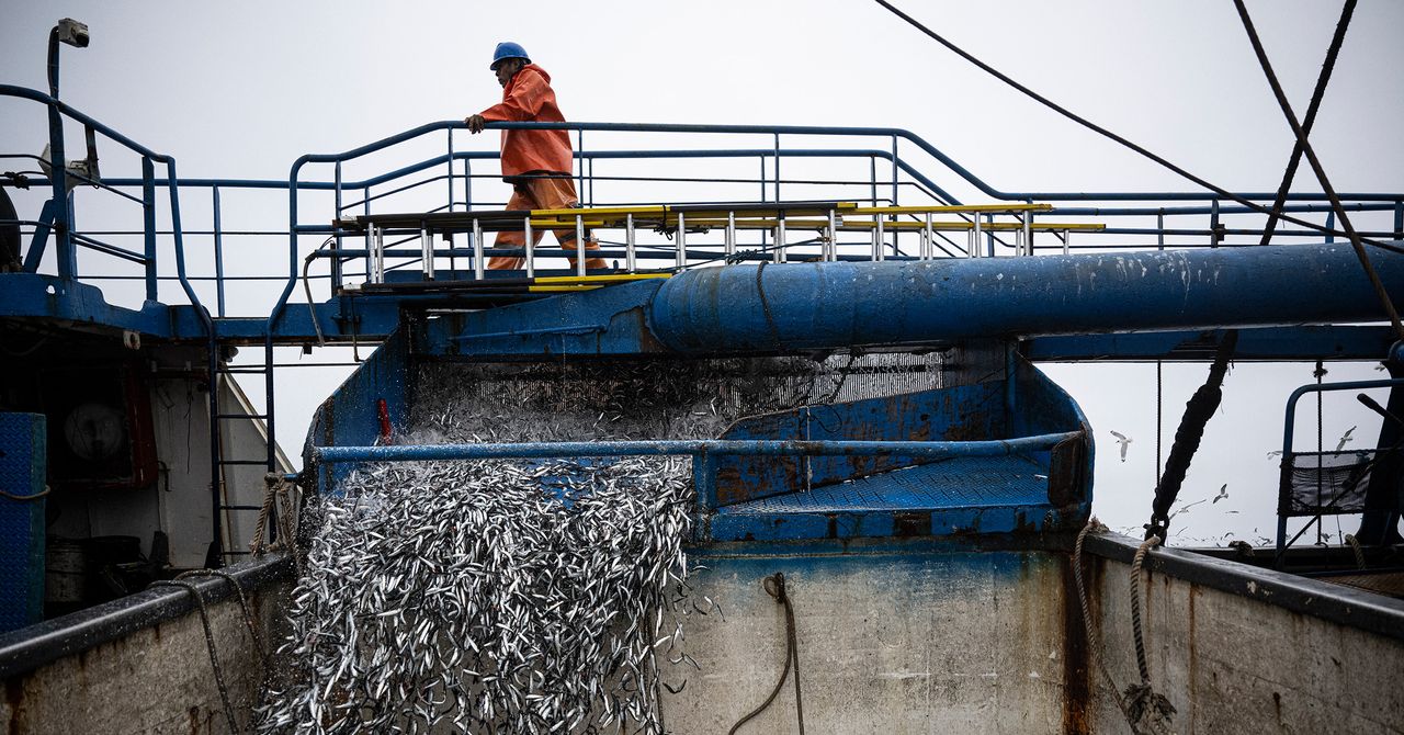 El Niño Disrupts Pacific Fisheries with Divergent Impacts