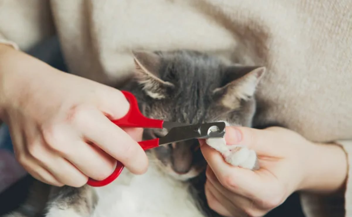 Cómo cortar las uñas de tu mascota de forma segura y evitar problemas de salud