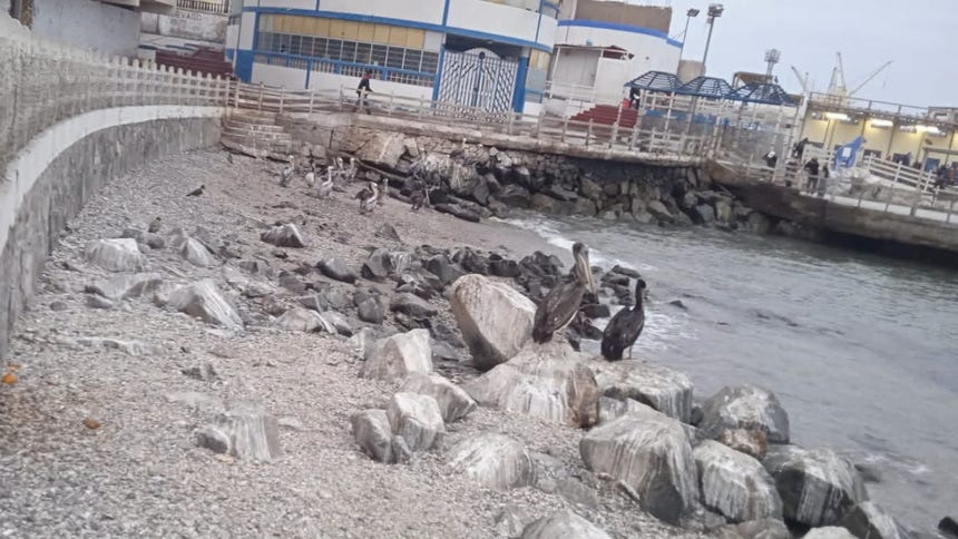 Especialista advierte que el Fenómeno El Niño alterará la fauna marina y la disponibilidad de especies pesqueras en el Perú