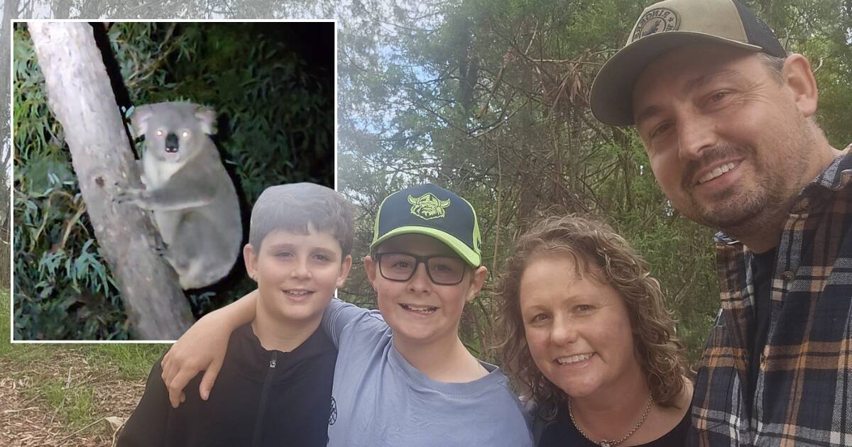 Rare koala sighting near Tuggeranong offers hope for the ACT's wild population