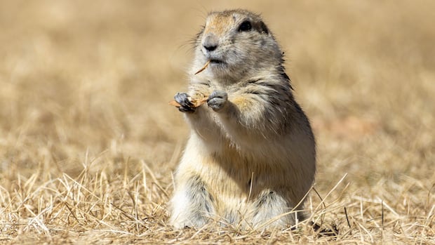Alberta and Saskatchewan Begin Using Strychnine for Gopher Control After Delays
