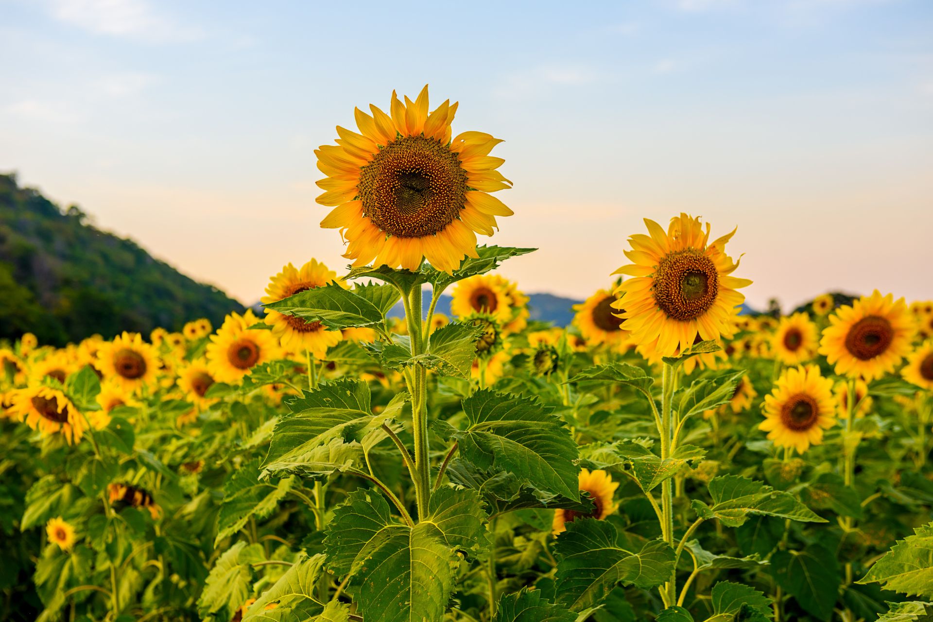 Women entrepreneurs drive economic growth via sunflower oil production
