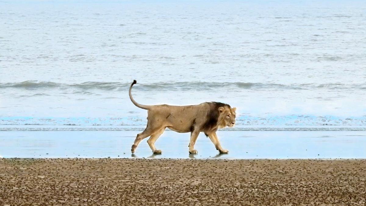 Asiatic Lions Rely on Wild Prey, Study Shows