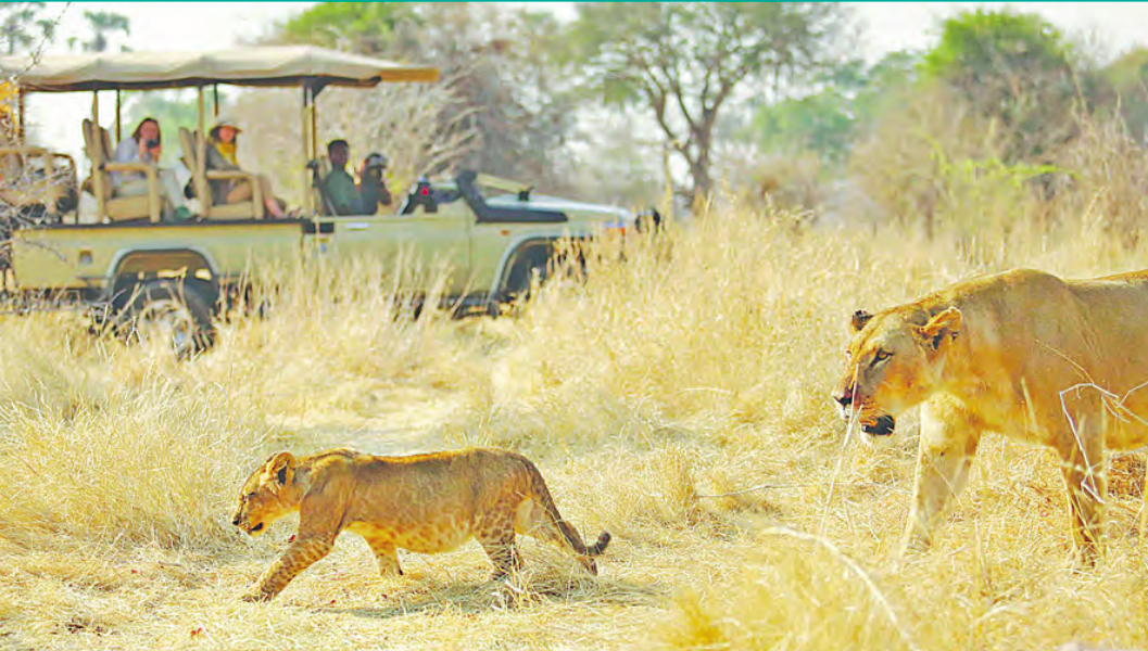 Tanzania's Majestic Wilderness and Safari Haven