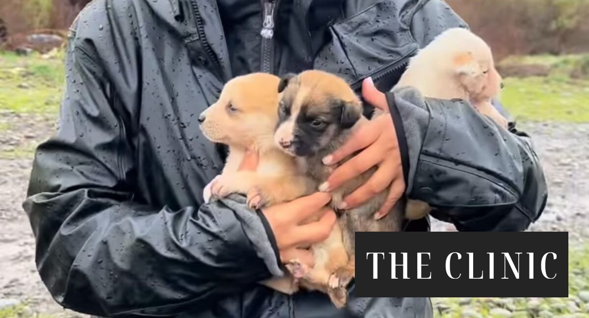 Nueve cachorros rescatados en Melipilla tras desalojo por crecida del río Maipo