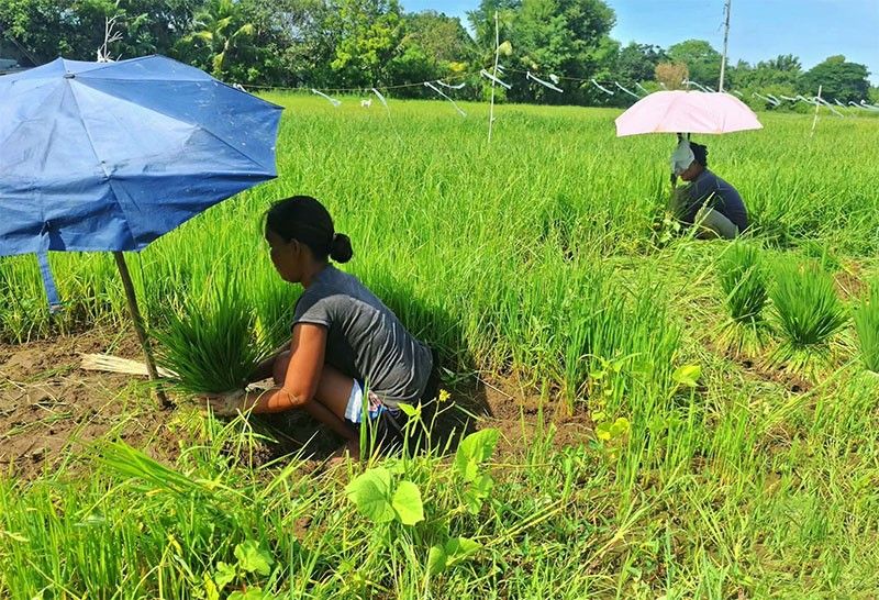 Kalinga Farmers Advised to Delay Palay Planting Amid Water Shortages