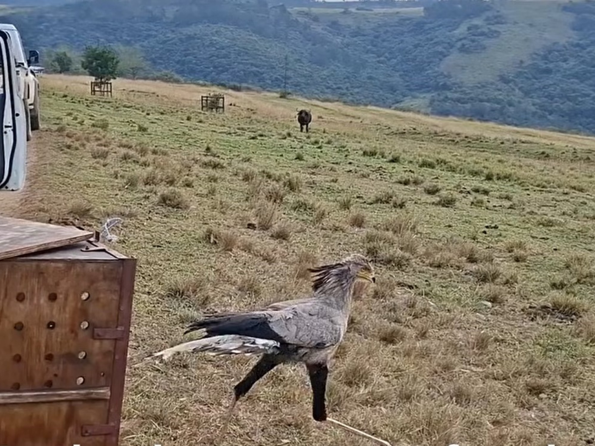 Un ave en peligro de extinción vuelve a su hábitat tras ser rescatada y rehabilitada