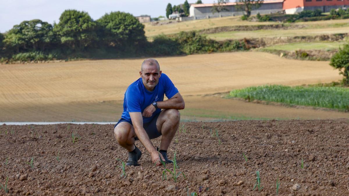 Sequía afecta a cultivo de maíz en Asturias: agricultores alertan de pérdidas importantes