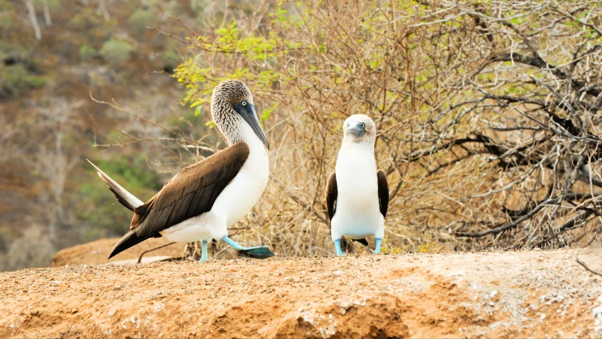 Ecuador enfrenta desafíos en turismo internacional pese a crecimiento interno