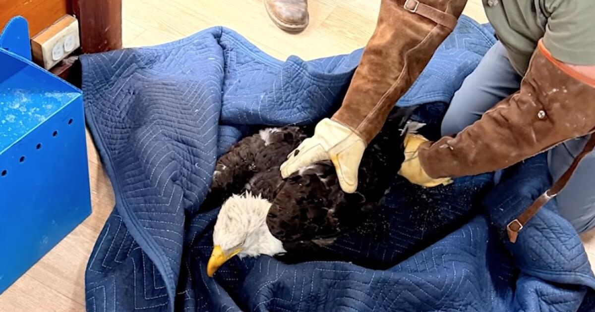 Bald eagle Jackie rescued near Big Bear after ground fight with sub-adults