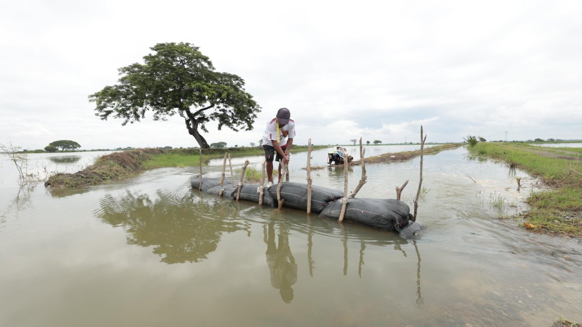 El Niño y la debilidad del seguro agrícola en Ecuador: un desafío para los productores