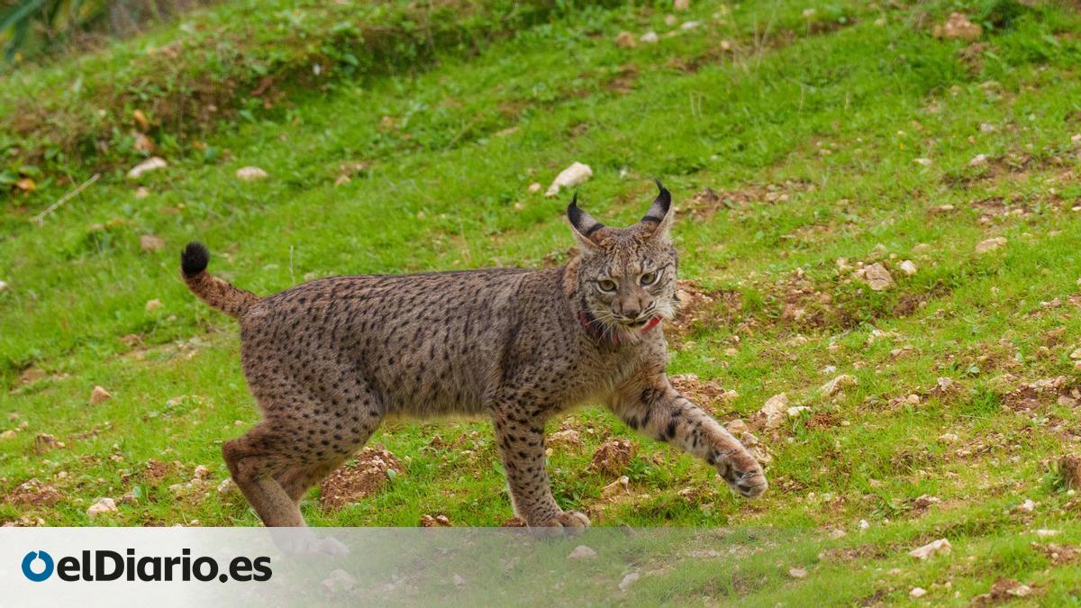 Se avista un lince ibérico en Euskadi tras décadas de ausencia