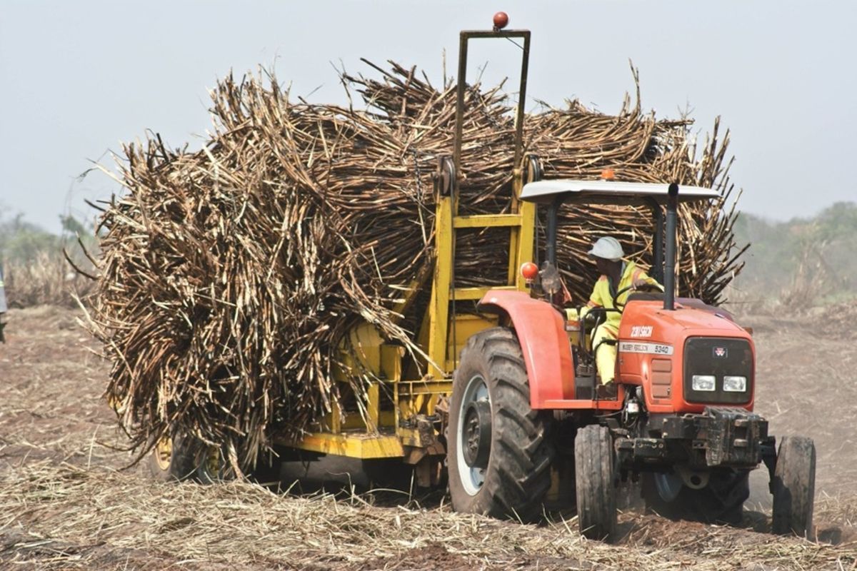 Sugar Production Resumes, Easing Supply and Price Concerns in Tanzania