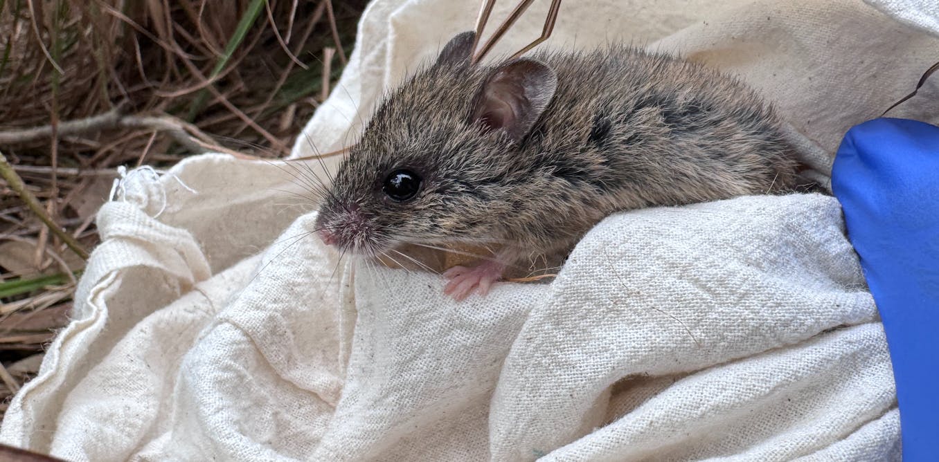 Study reveals alarming decline of rare pookila mouse in Queensland
