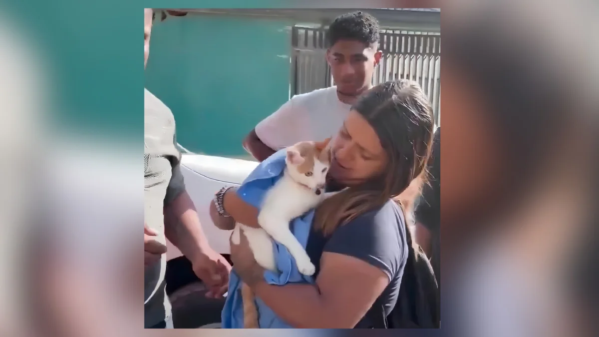 Rescatan a Luli, la gata que sobrevivió 23 días bajo escombros tras terremoto en Venezuela