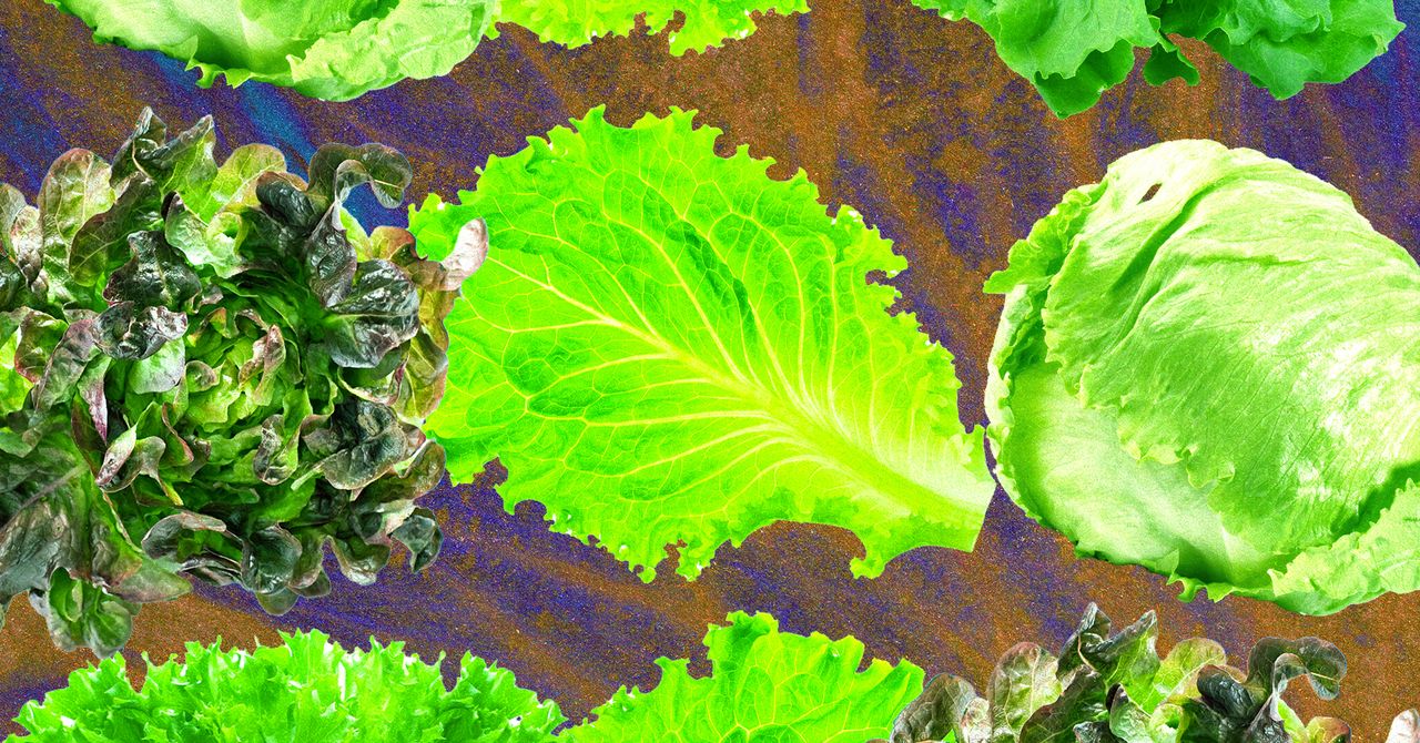 Cyclospora Outbreaks Linked to Contaminated Lettuce and Food Safety Concerns