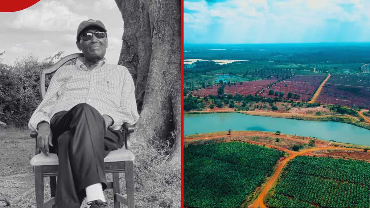 Chris Kirubi's Bendor Farm: A Look at Kenya's Largest Banana Plantation
