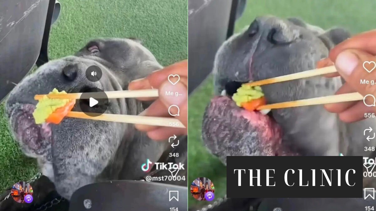 Influencer chilena enfrenta críticas por alimentar a su perro con wasabi y generar contenido viral
