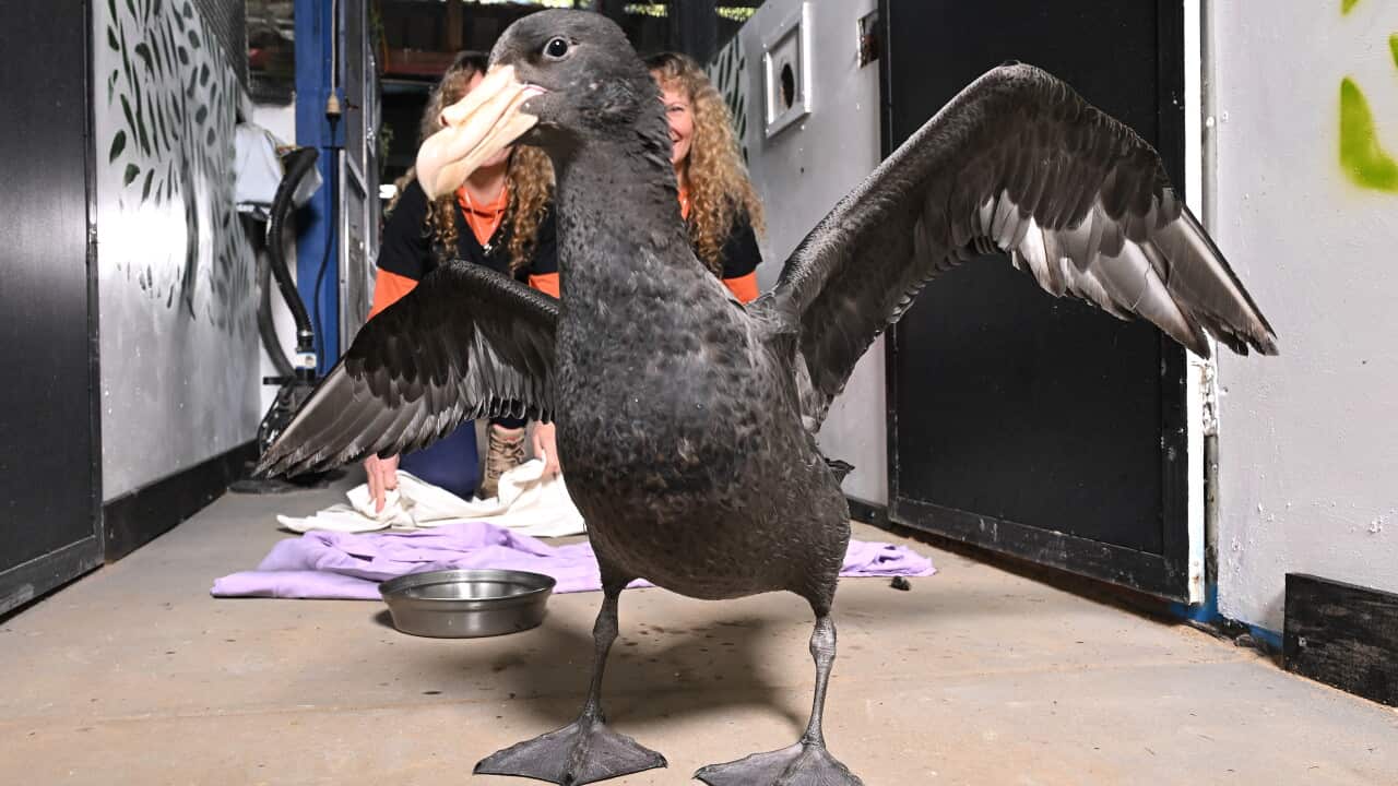 Queensland records first suspected H5 bird flu case, raising concerns for native wildlife