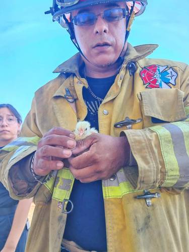 Incendio en granja avícola de Veracruz destruye más de 30 mil pollos