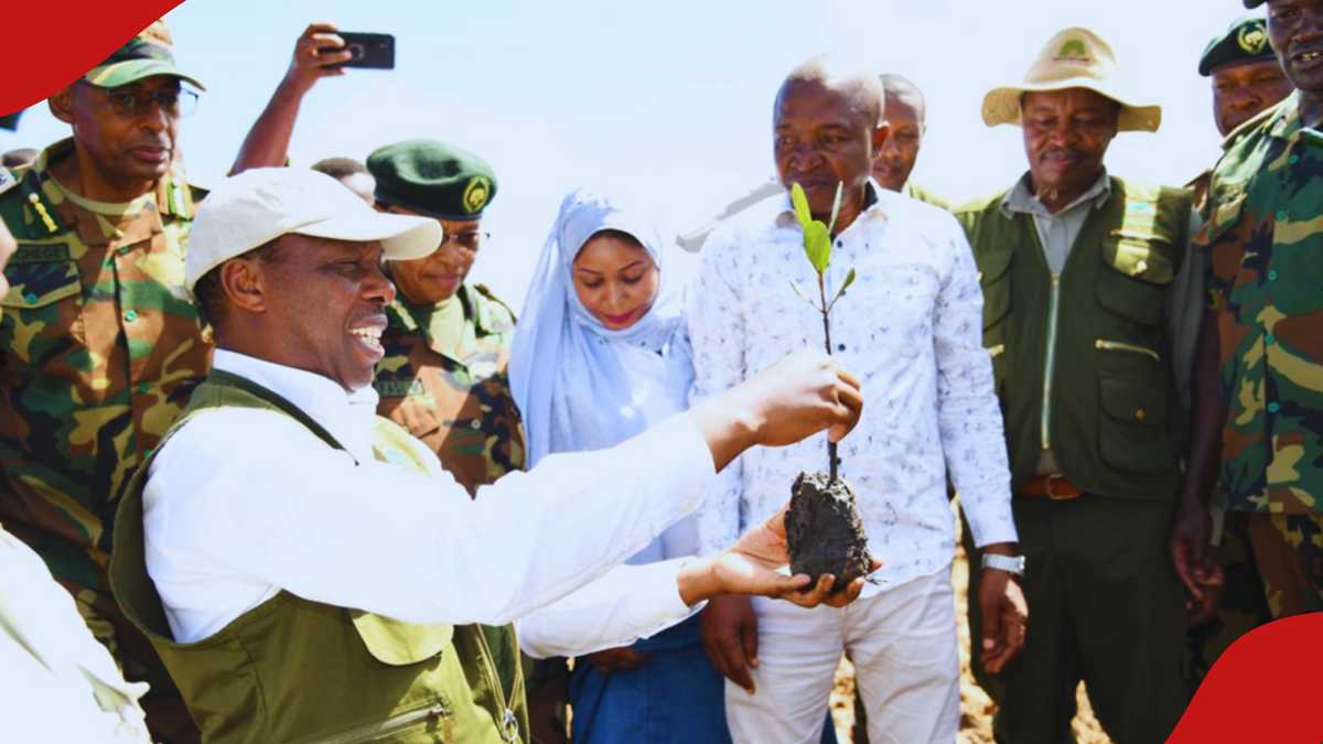 Kenya Seeks Private Sector Help to Revive Mangrove Forests