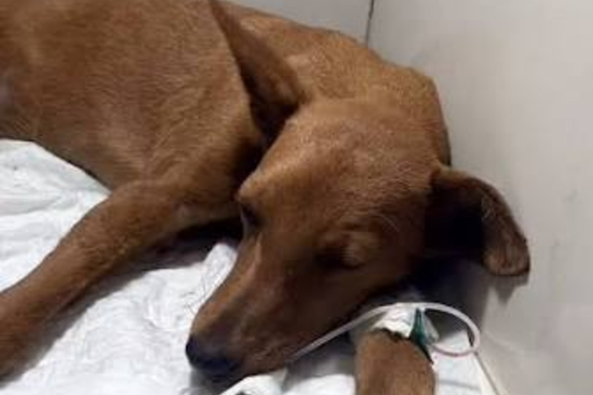 Protesta por la muerte de Mariposa, perrita rescatada tras terremotos