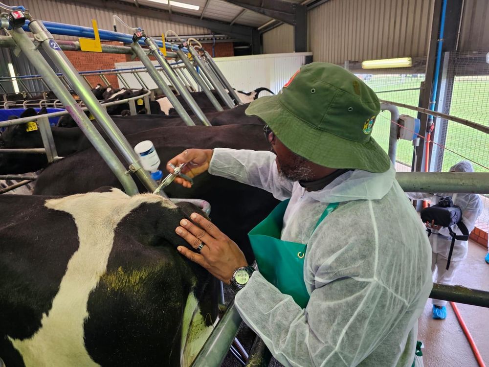 South Africa Launches Online System for Livestock Vaccination to Combat FMD Outbreaks
