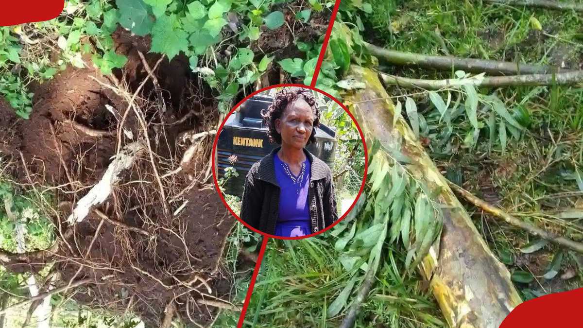 Bomet Family Mourns After Woman Dies When Tree Falls on Her During Storm While Collecting Firewood
